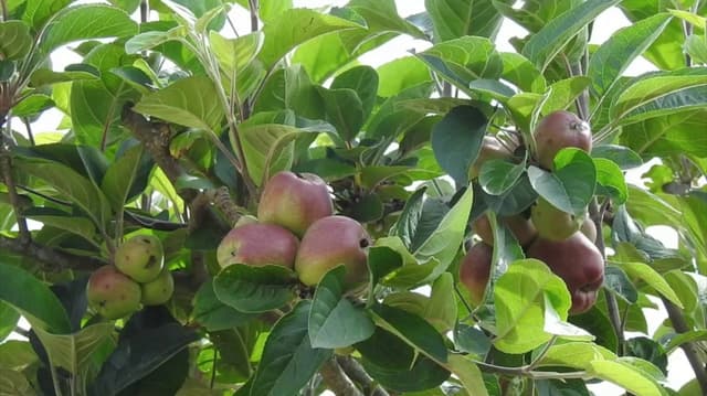 ஆப்பிள் விளைச்சல் அமோகமாக உள்ளதாக விவசாயிகள் மகிழ்ச்சி