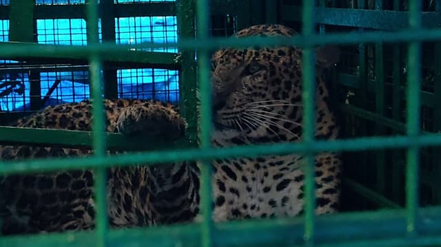 கோவை மாவட்டம் வால்பாறை அருகே சிறுமியை தாக்கிய சிறுத்தை கூண்டில் சிக்கியது