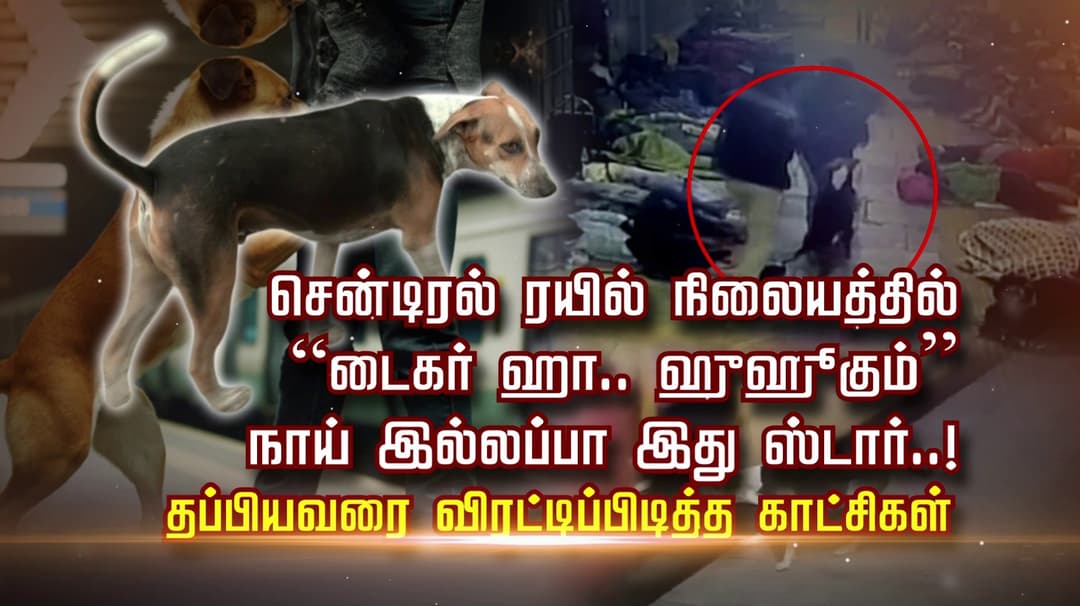 சென்டிரல் ரயில் நிலையத்தில் “டைகர் ஹா.. ஹுஹூகும்”.. நாய் இல்லப்பா இது ஸ்டார்..! தப்பியவரை விரட்டிப்பிடித்த காட்சிகள்
