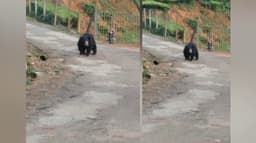குன்னூர் அருகே உள்ள தேவர் சோலை பகுதியில் பகல் சர்வ சாதாரணமாக உலா வந்த கரடி...