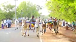 சிவகங்கை மாவட்டம்  பாகனேரியில் இரட்டை மாட்டு வண்டி பந்தயம்