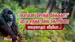 "பொம்பள சோக்கு கேக்குதா?".. புரட்டி எடுத்த லேடி கொரில்லா.. வைரலாகும் வீடியோ..!