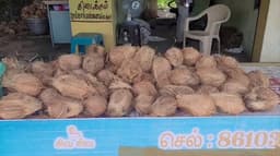 திருவாரூர் மாவட்டத்தில் உச்சத்தை தொட்ட தேங்காய் விலை:கிலோ ரூ.80 க்கு விற்பனை