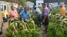 ஏல சந்தையில்  வாழைத்தார்கள் விலை  உயர்வு : விவசாயிகள் மகிழ்ச்சி
