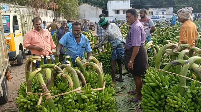 ஏல சந்தையில்  வாழைத்தார்கள் விலை  உயர்வு : விவசாயிகள் மகிழ்ச்சி