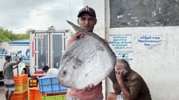 மீனவர்களின் வலையில் சிக்கிய 8 கிலோ சூரியன் மீன்.. விஞ்ஞானிகள் ஆய்வு..!