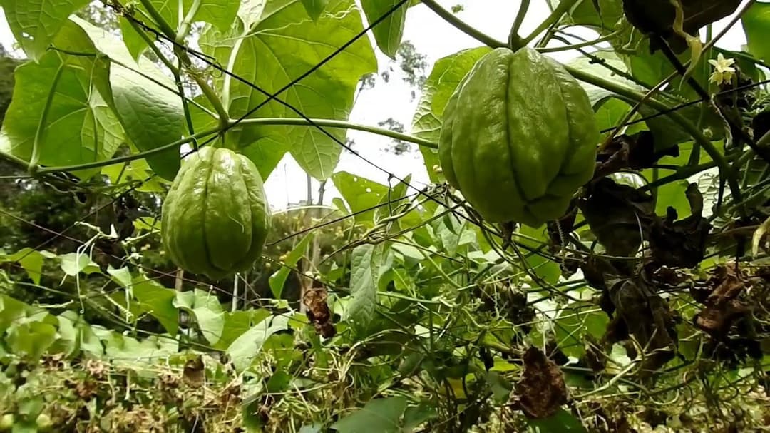 மலை கிராமங்களில் பெய்த கனமழையால் சௌ சௌ விளைச்சல் பாதிப்பு