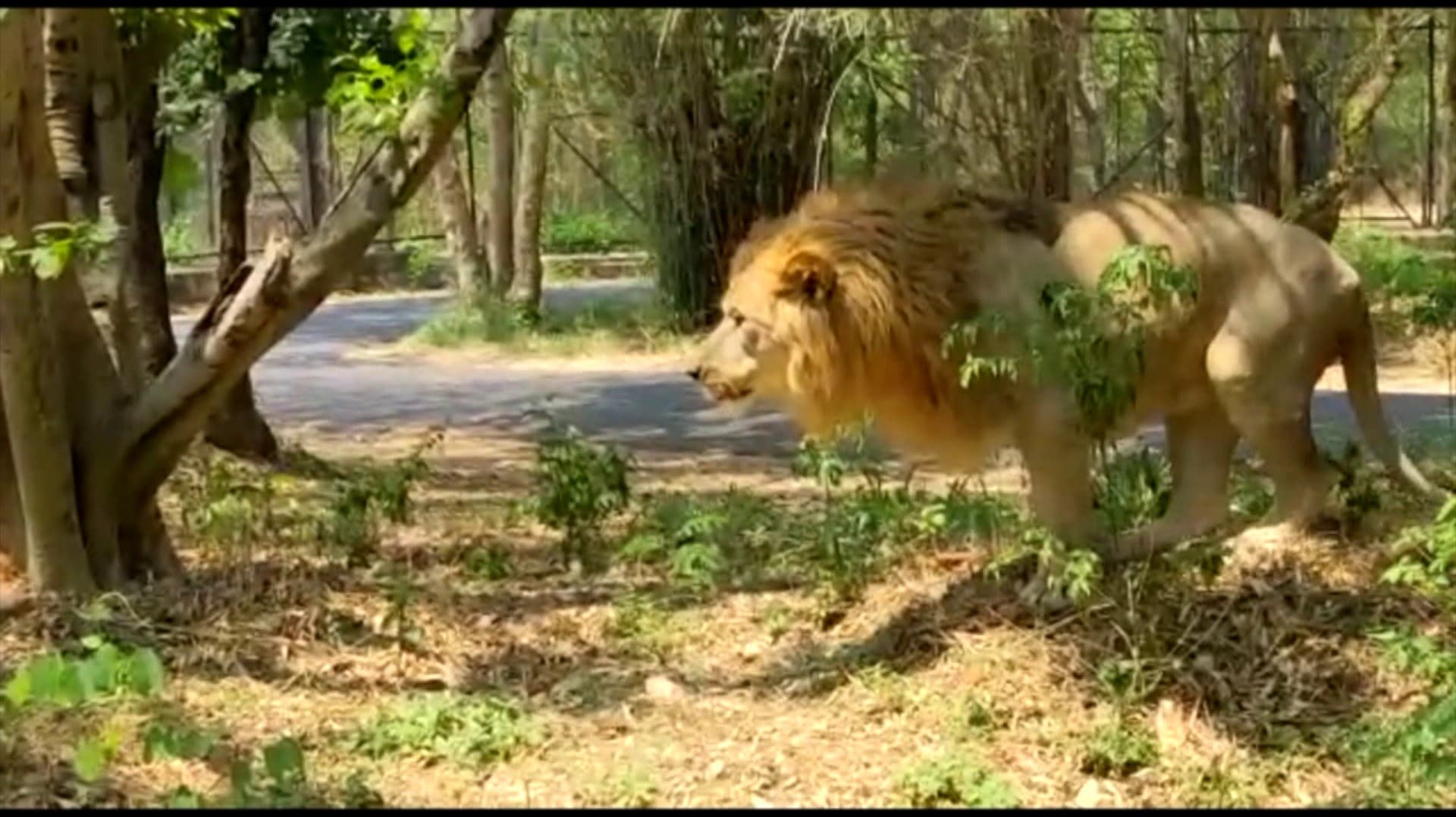 வண்டலூர் உயிரியல் பூங்காவில் காணமல் போன சிங்கம் கண்டுபிடிப்பு