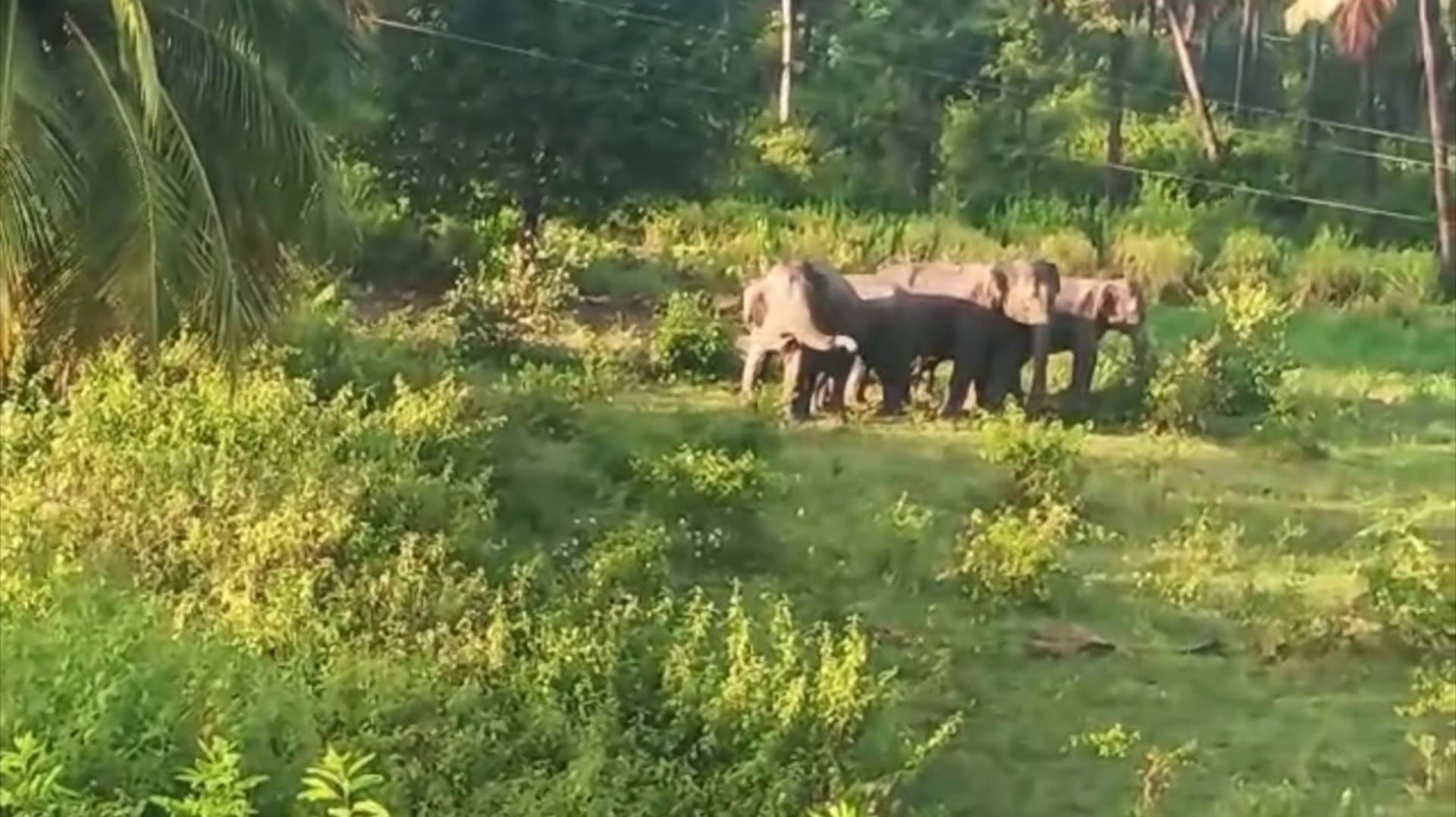 கிராமத்திற்குள் புகுந்து பயிர்களை சேதப்படுத்திய  5 காட்டு யானைகள்