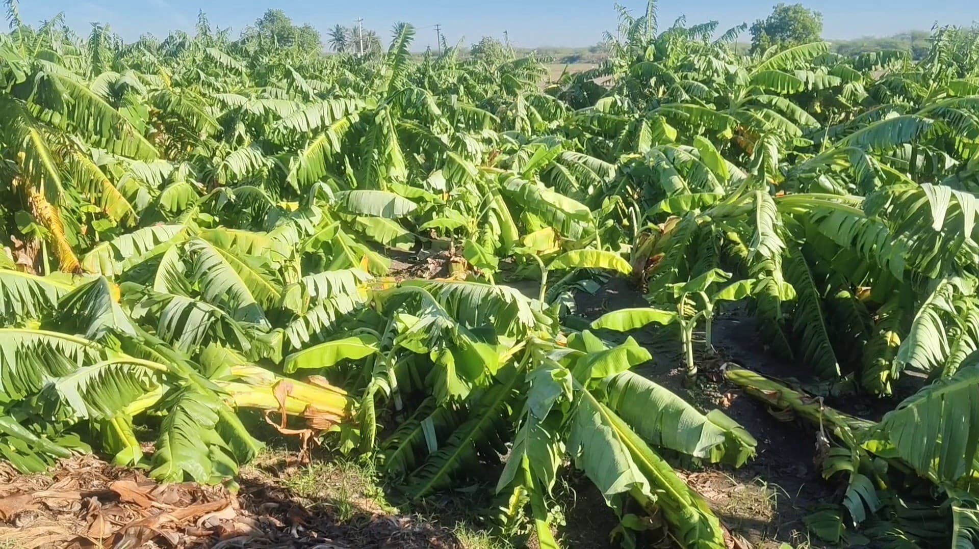 சூறாவளிக்காற்றுடன் பெய்த கனமழையால் வாழை மரங்கள் சேதம்