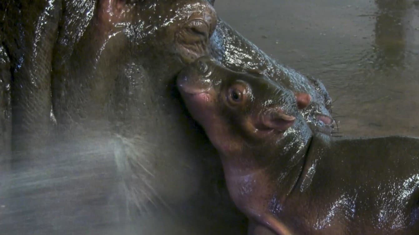 பெர்லின் உயிரியல் பூங்காவில் இரட்டை குட்டிகளை ஈன்ற 13 வயது நீர்யானை..!