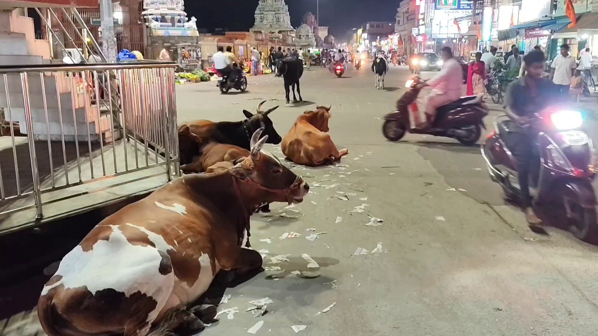 கும்பகோணம் மகாமகக் குளக்கரையில் மாடு முட்டி தாய், குழந்தை காயம்