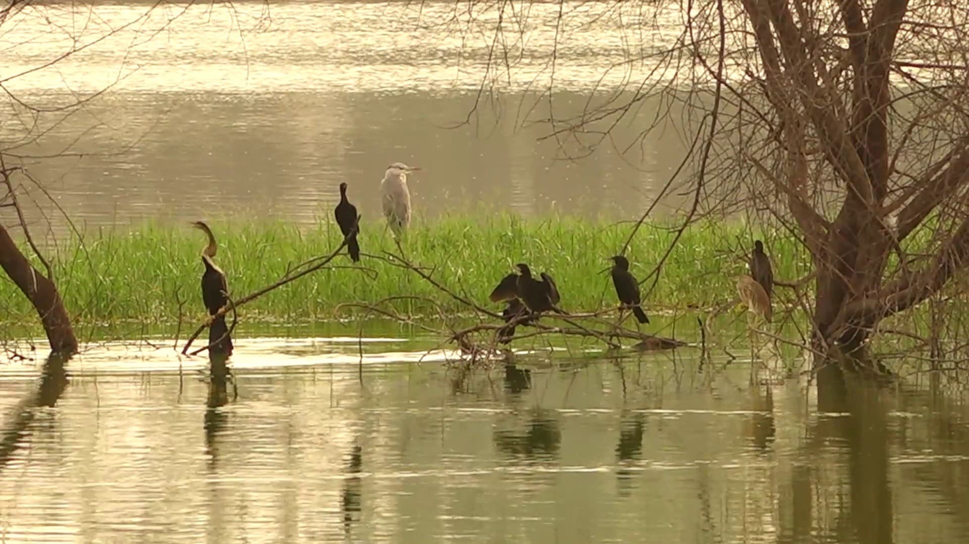 18 ஆண்டுகளாக பறவைகளுக்காக பட்டாசு வெடிக்காத கிராம மக்கள்