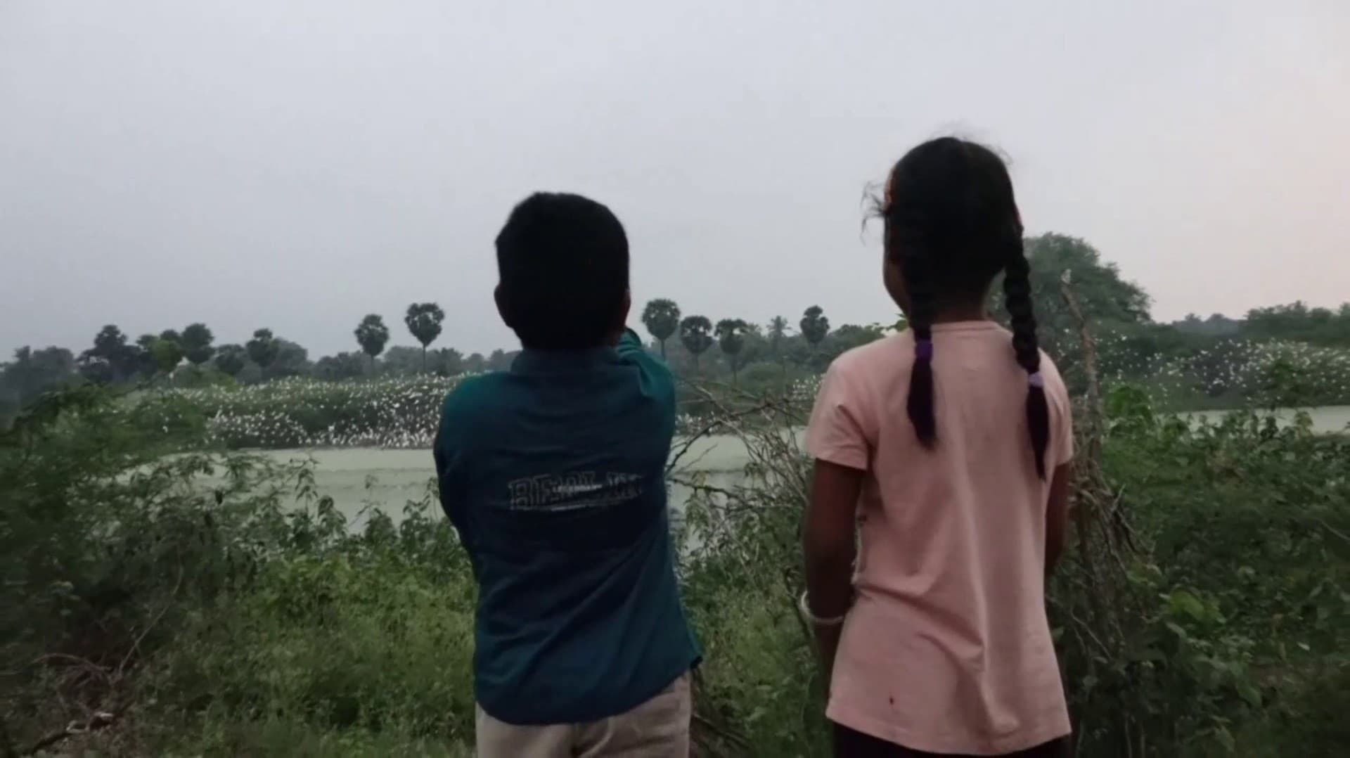 அரசினம்பட்டி கண்மாயில் முகாமிட்டுள்ள 20 ஆயிரத்துக்கும் மேற்பட்ட பறவைகள்