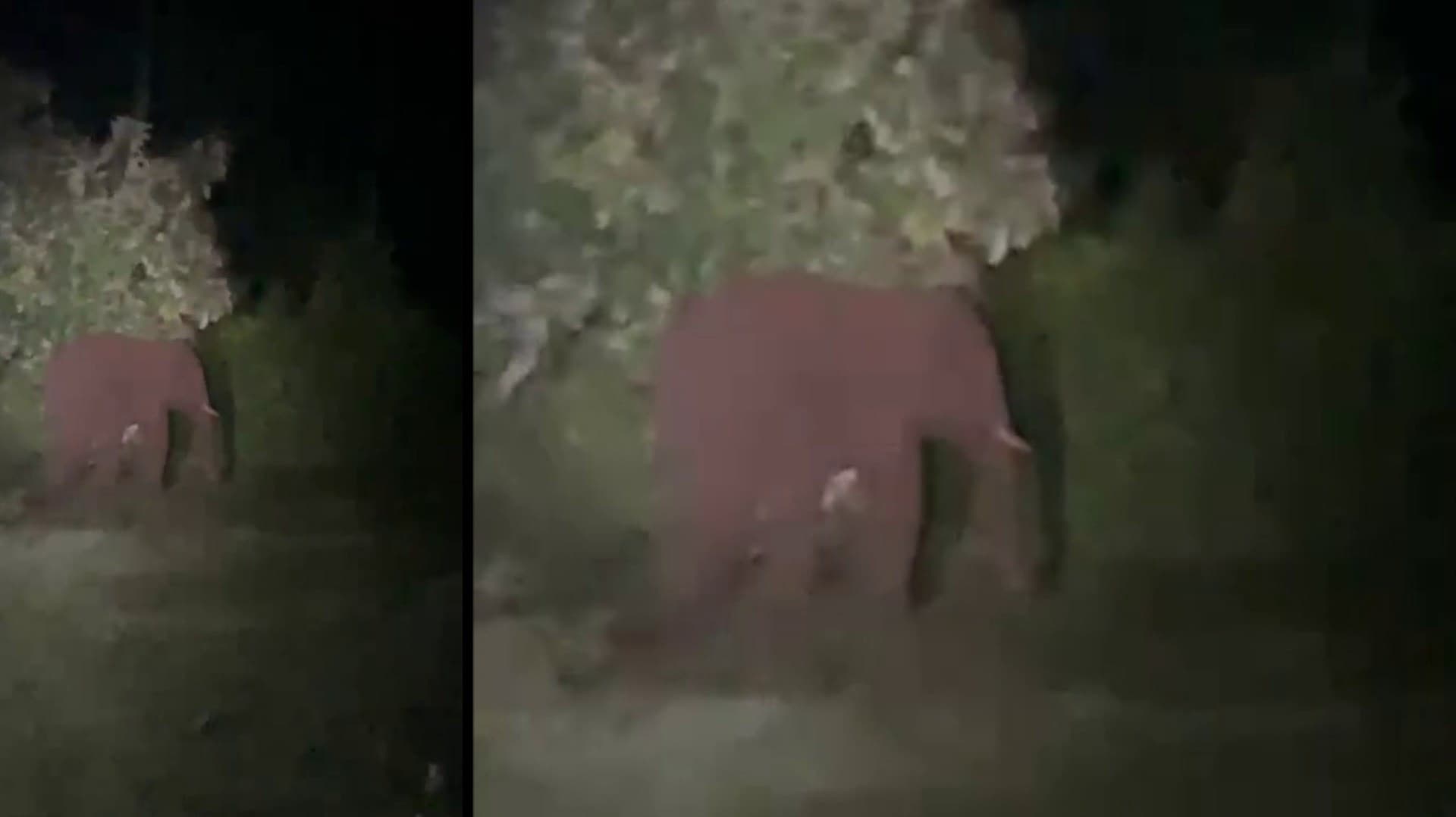 தனியார் தோட்டத்திற்குள் புகுந்த ஒற்றைக் காட்டு யானை