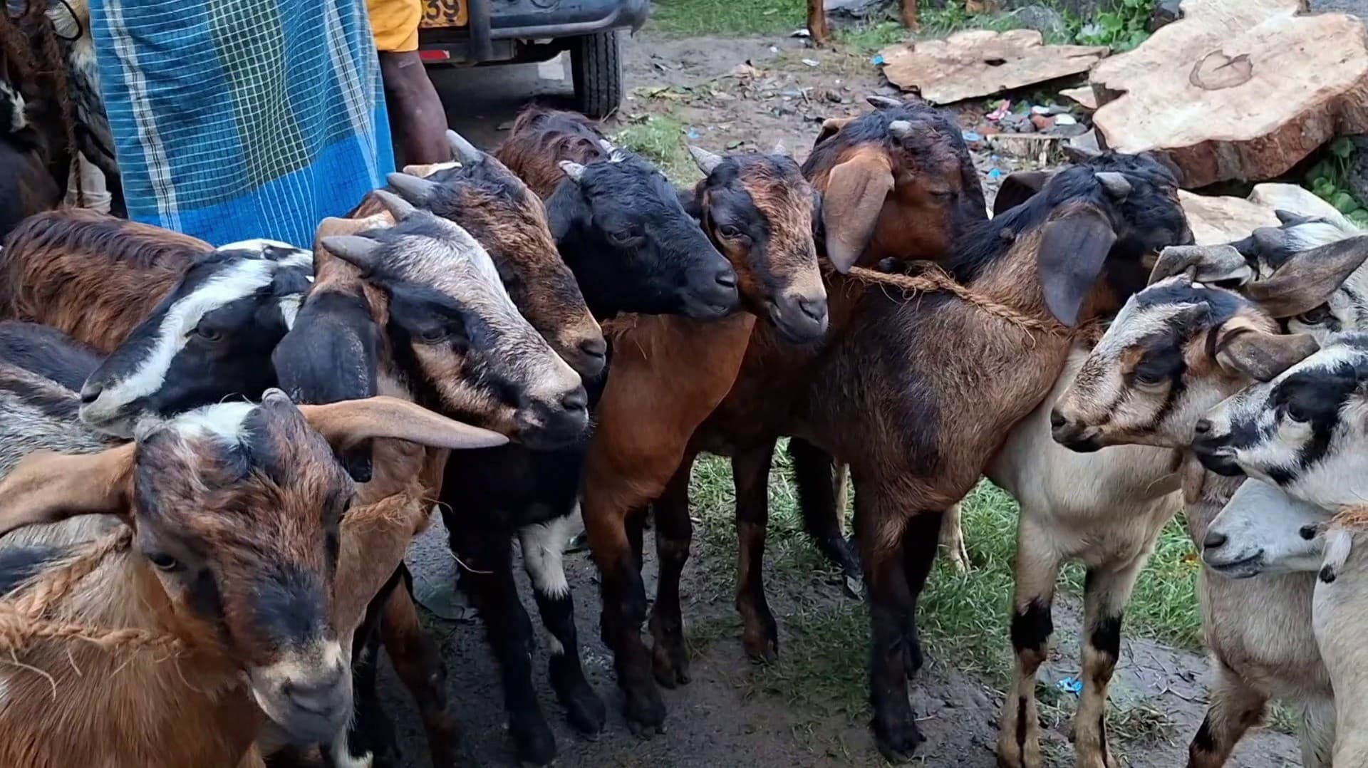 தீபாவளியை முன்னிட்டு தமிழகம் முழுவதும் ஆடுகள் விற்பனை படூஜோர்