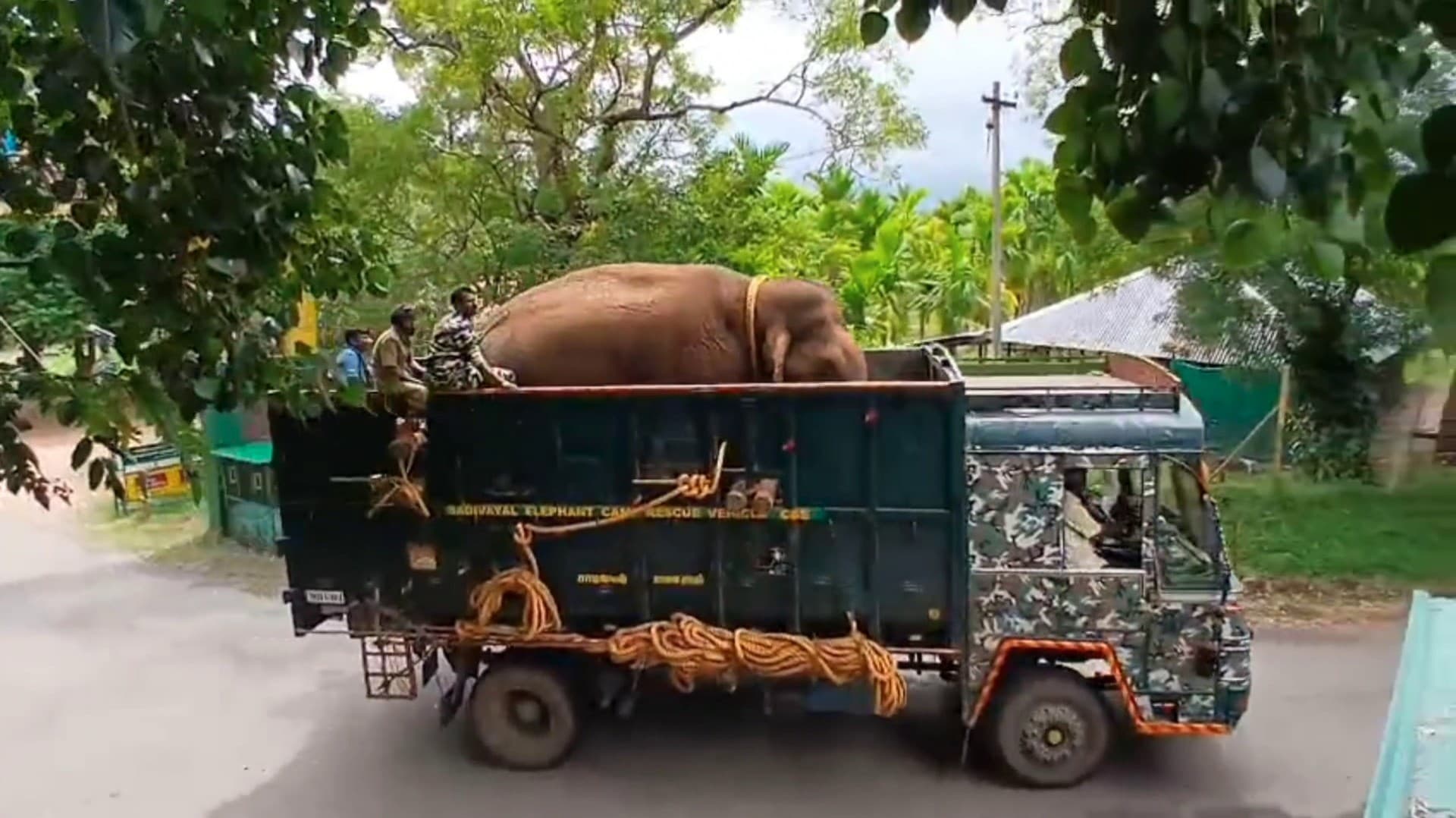 டாப்சிலிப் முகாமுக்கு அழைத்துச் செல்லப்பட்ட ரோலக்ஸ் யானை