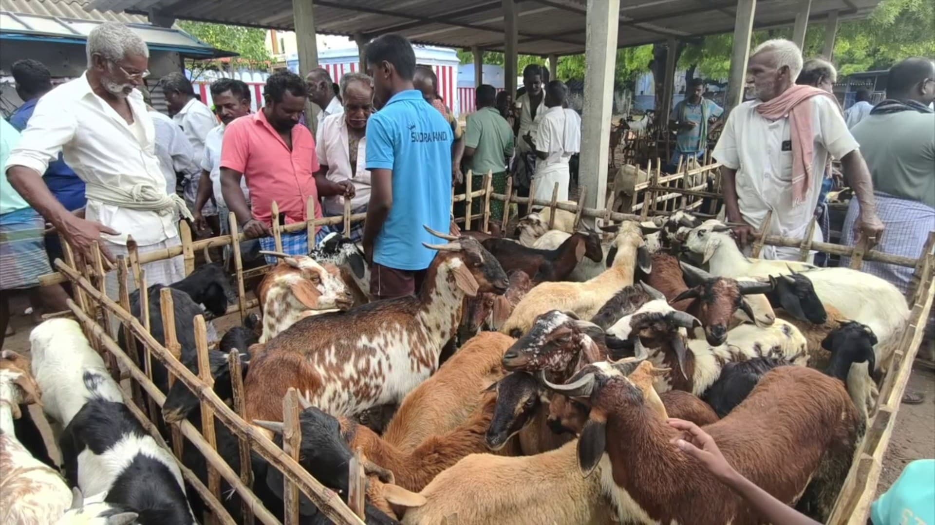 "3 கோடி ப்பே.."  தீபாவளியை முன்னிட்டு ஆடுகள் விற்பனை படுஜோர்..!