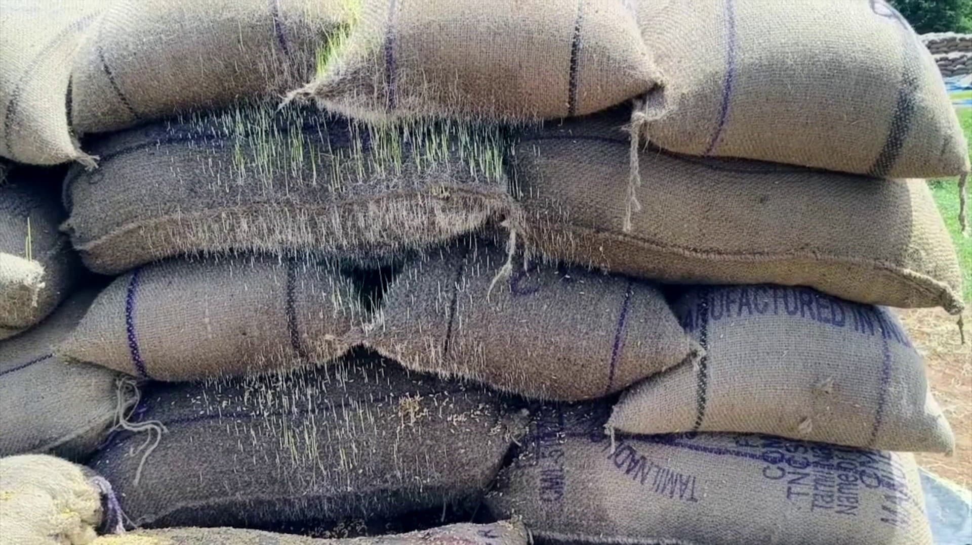 10,000 நெல் மூட்டைகள் மழையில் நனைந்து முளை விட்டதால் விவசாயிகள் கண்ணீர்