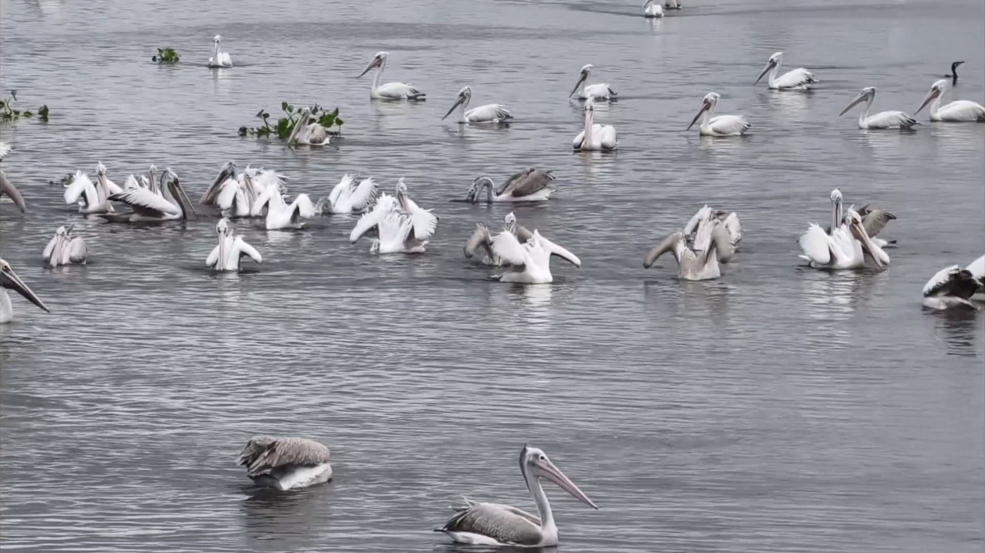 பள்ளிக்கரணை சதுப்பு நிலத்தை தேடி வரும் உள்நாட்டு, வெளிநாட்டு பறவைகள்.!