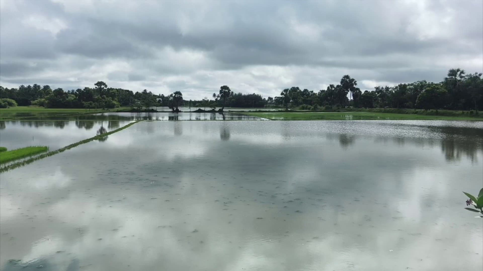தரங்கம்பாடி அருகே சுமார் 500 ஏக்கர் நெற்பயிர்கள் நீரில் மூழ்கி சேதம்