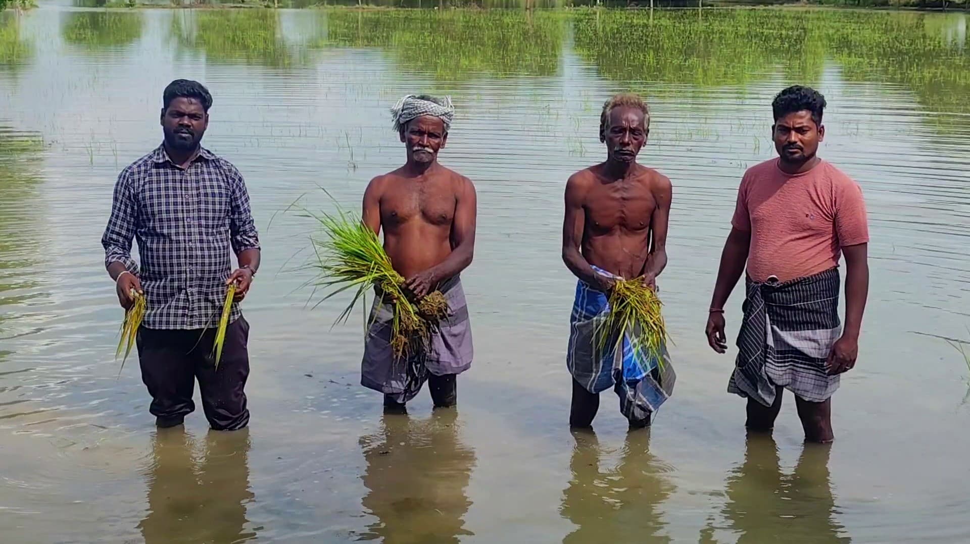 கனமழை எதிரொலி.. நெற்பயிர்கள் சேதம்