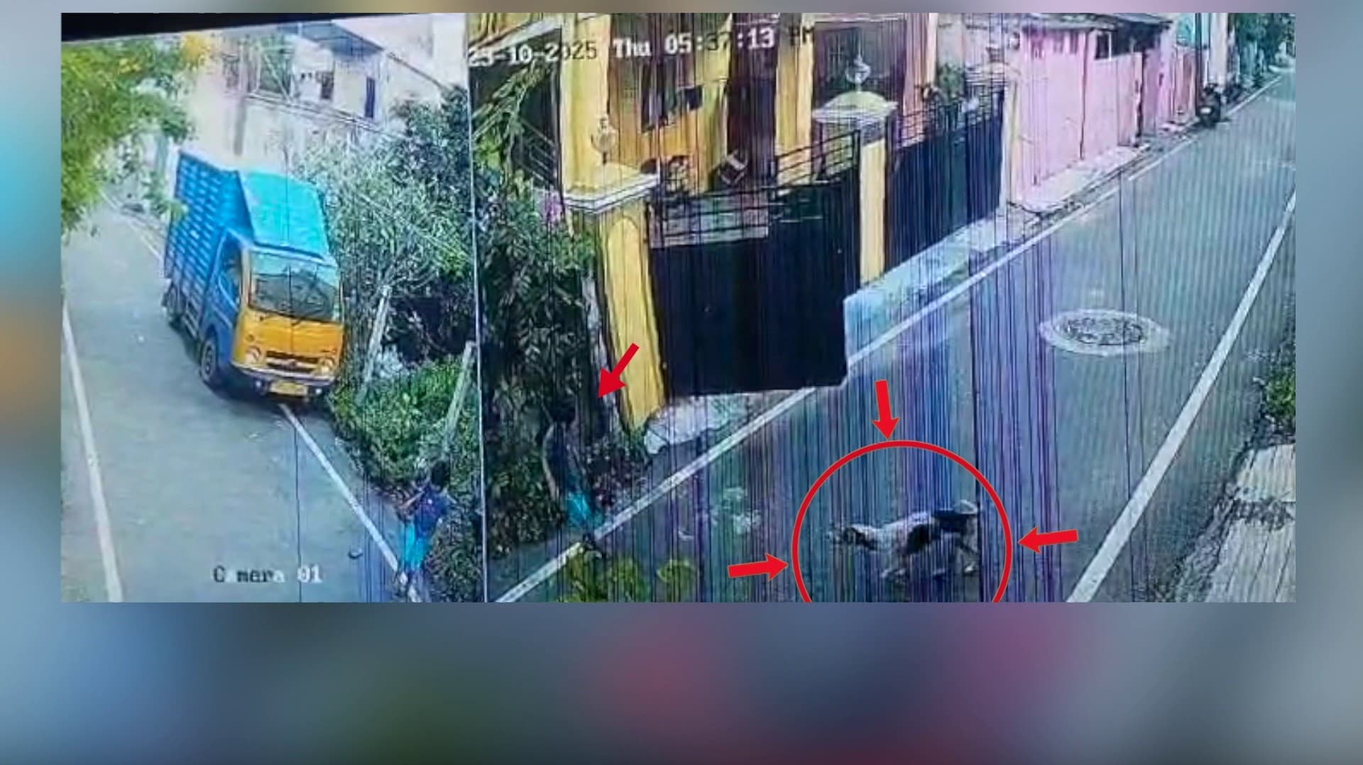 வீட்டுக்கு வெளியே நின்றிருந்த சிறுமியை கடித்துக் குதறிய தெருநாய்