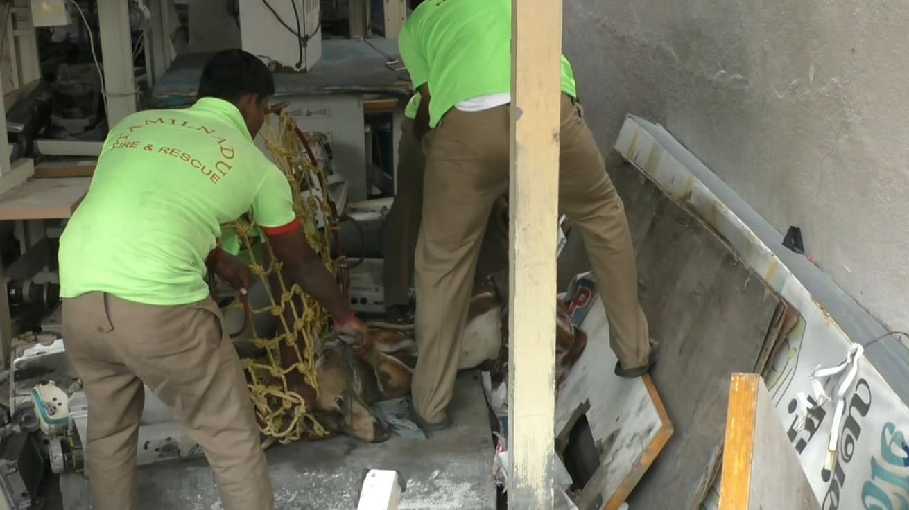 குடியிருப்புப் பகுதியில் அதிகாலையில் சுற்றி திரிந்த புள்ளி மான்..!