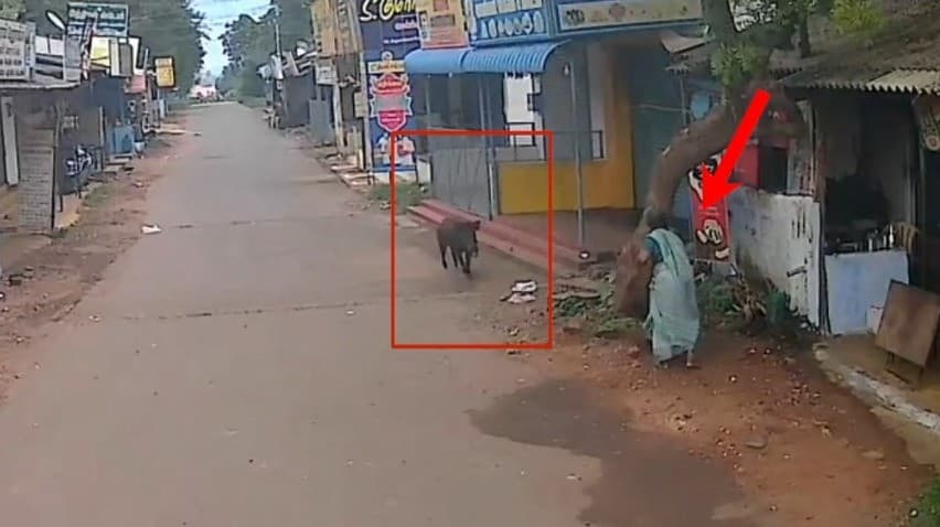 மூதாட்டியை முட்டி அந்தரத்தில் தூக்கி வீசிய காட்டுப்பன்றி..!