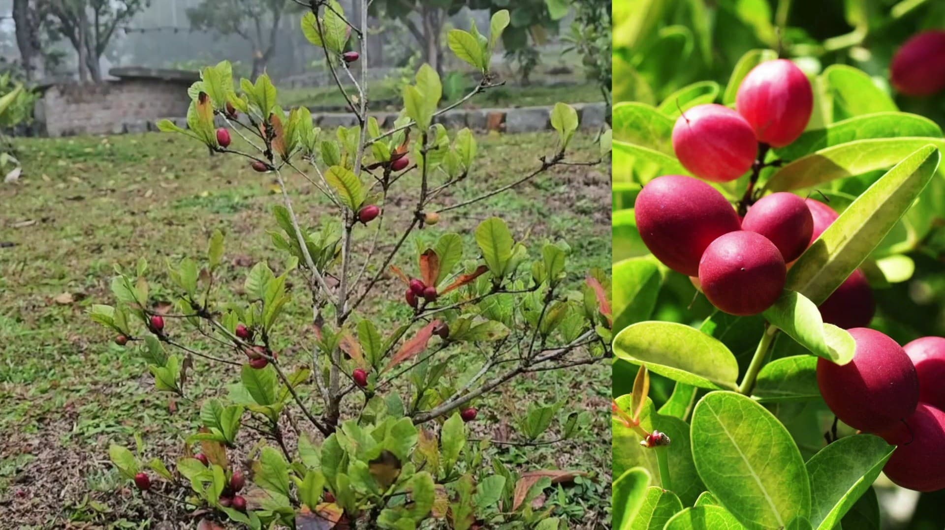 தனியார் தோட்டத்தில்  அதிசயப் பழம் எனப்படும் மிராக்கிள் புரூட்  விளைச்சல் ஆரம்பம்