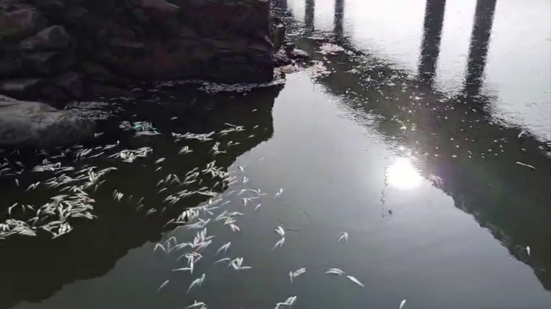 மேட்டூர் அணை உபரி நீர் கால்வாயில் செத்து மிதந்த அரஞ்சான் மீன்கள்