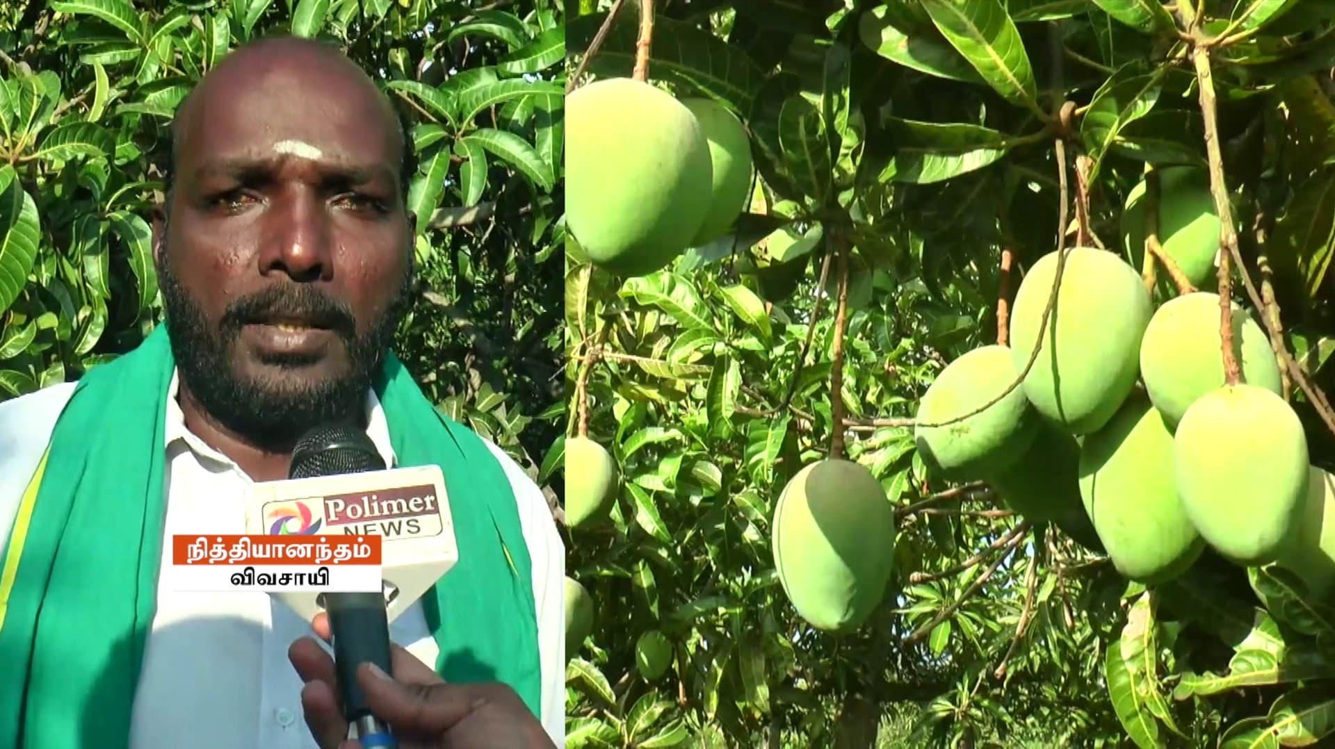 மாங்காய் விளைச்சல் அமோகமாக இருந்தும் உரியவிலை கிடைக்கவில்லை - விவசாயிகள் வேதனை