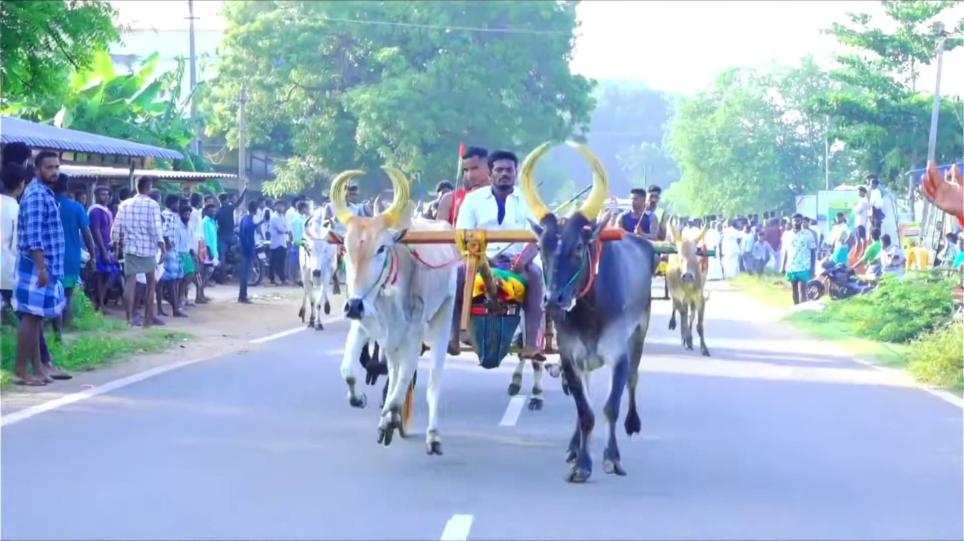 பனையூரில் மாட்டு வண்டி எல்கை பந்தயம் வெகு விமரிசை : பார்வையாளர்கள் உற்சாகம்