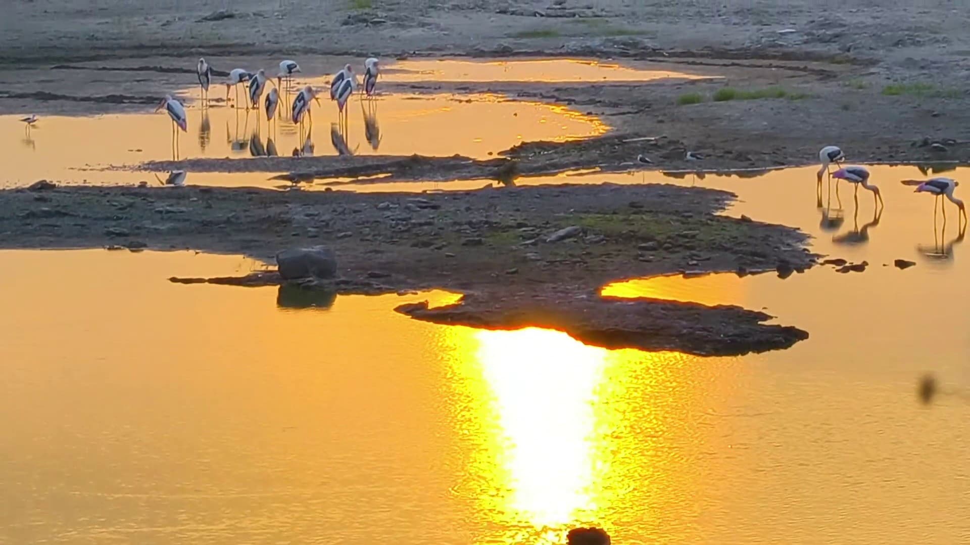 சிவகாசிக்கு வெளிநாடுகளைச் சேர்ந்த செங்கால் நாரை பறவைகள் வலசை வரத் தொடங்கின.