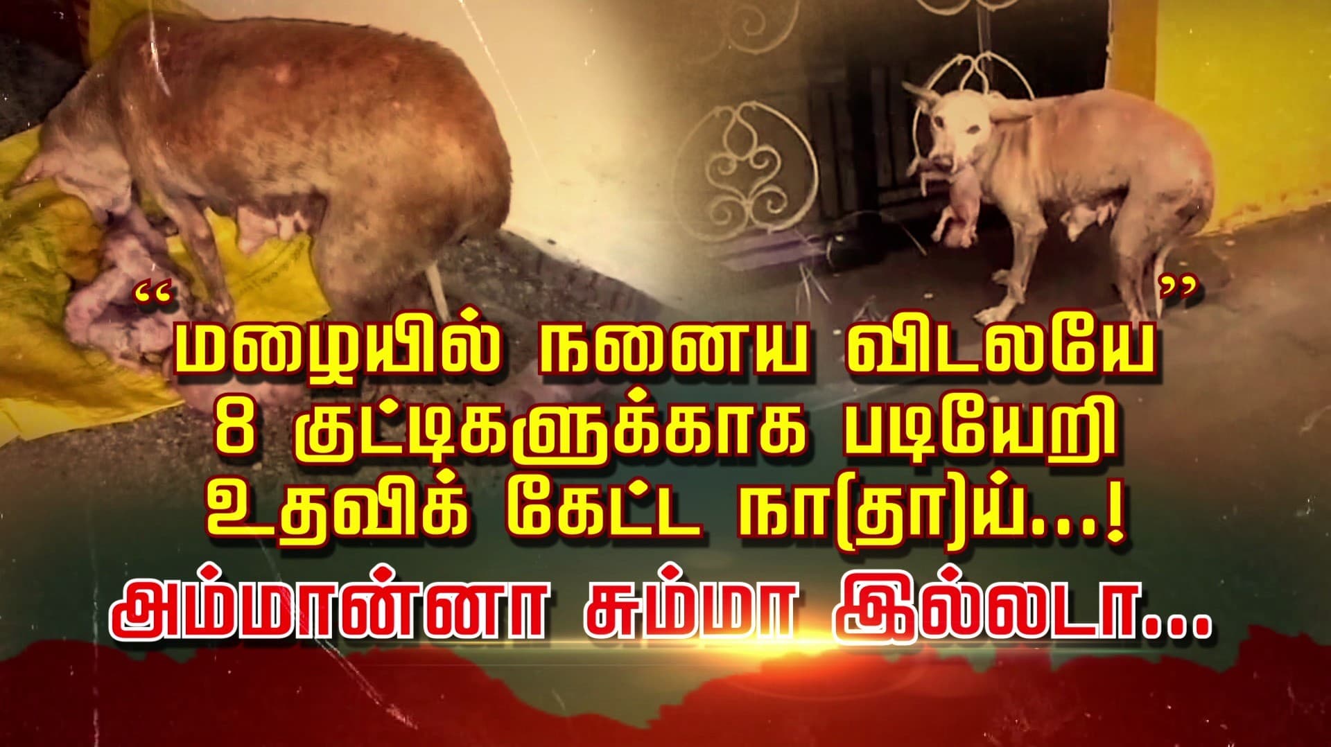 “மழையில் நனைய விடலயே” 8 குட்டிகளுக்காக படியேறி உதவிக் கேட்ட நா(தா)ய்...!  அம்மான்னா சும்மா இல்லடா..