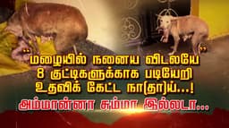 “மழையில் நனைய விடலயே” 8 குட்டிகளுக்காக படியேறி உதவிக் கேட்ட நா(தா)ய்...!  அம்மான்னா சும்மா இல்லடா..