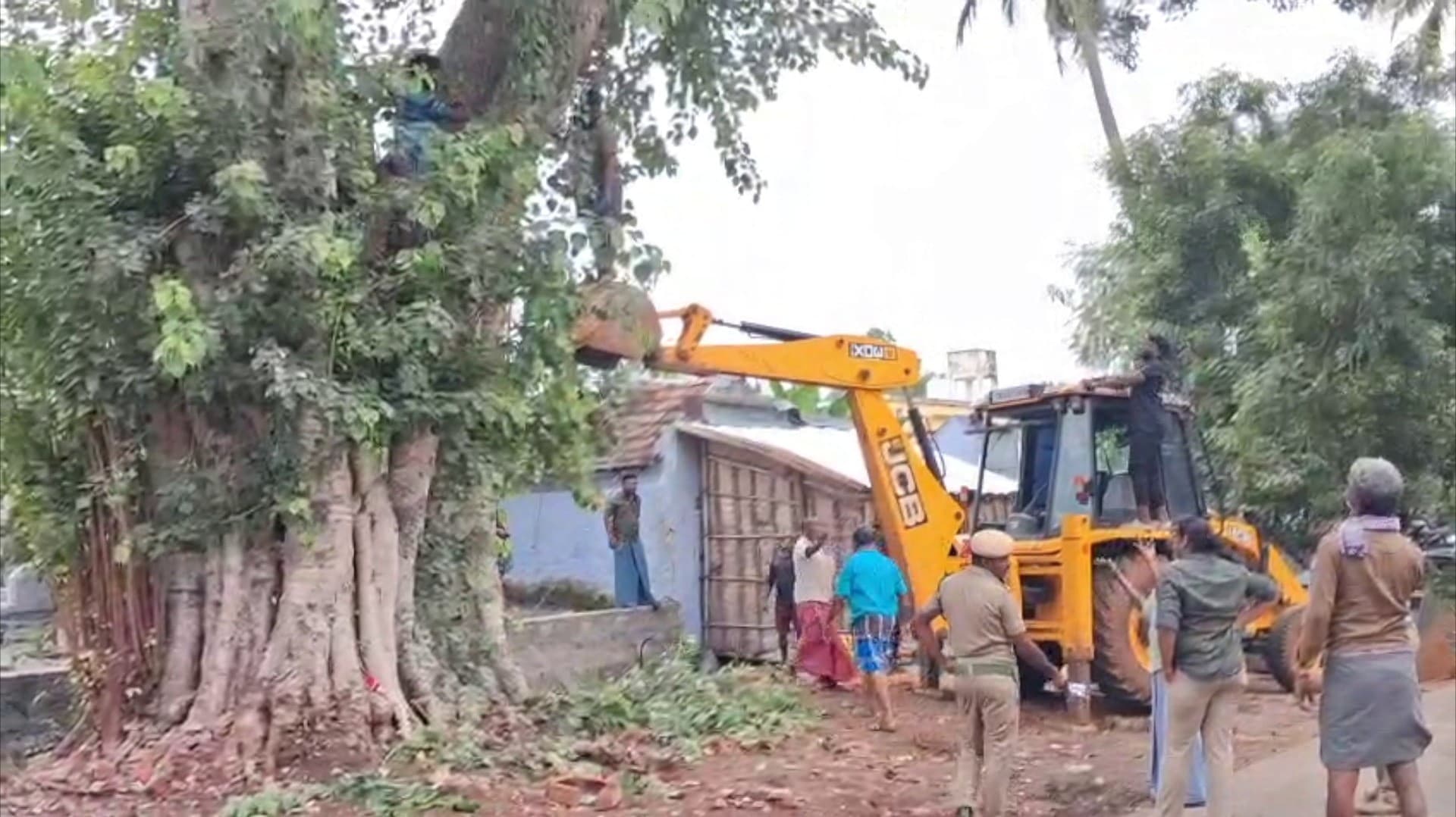 150 ஆண்டுகள் பழமையான அரச மரத்தை அப்புறப்படுத்த ஆதரவு மற்றும் எதிர்ப்பு