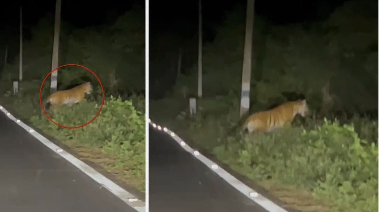 புலிகள் காப்பக வனப்பகுதி சாலையில்  நடமாடிய புலி : வாகன ஓட்டிகள் அச்சம்