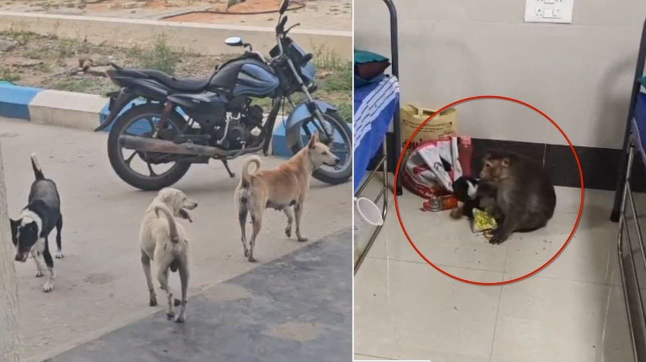 திருத்தணி அரசு மருத்துவமனையில் திரியும் மாடுகள், தெருநாய்கள்.. வார்டுக்குள் சுற்றும் குரங்குகள்.!