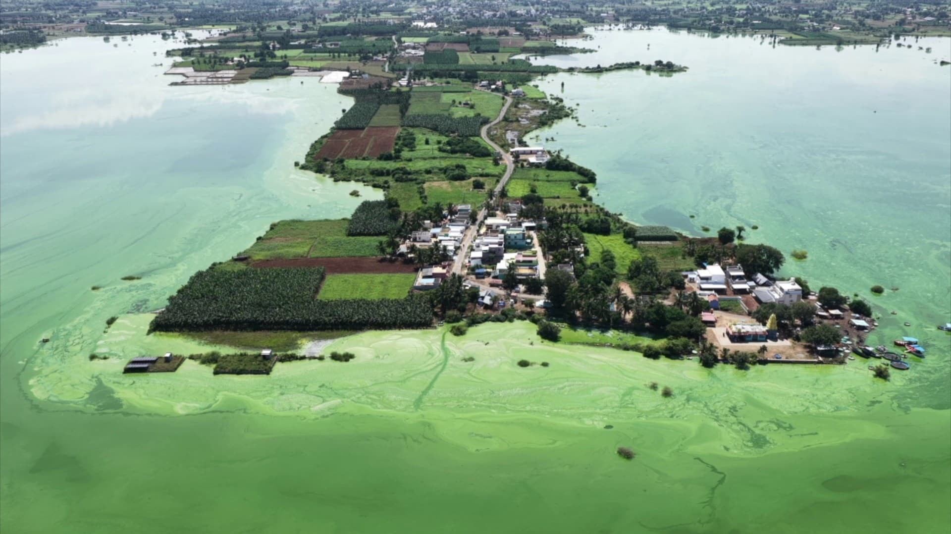 மேட்டூர் அணை காவிரி ஆற்று நீரில் படர்ந்துள்ள பச்சை நிறப் படலம்