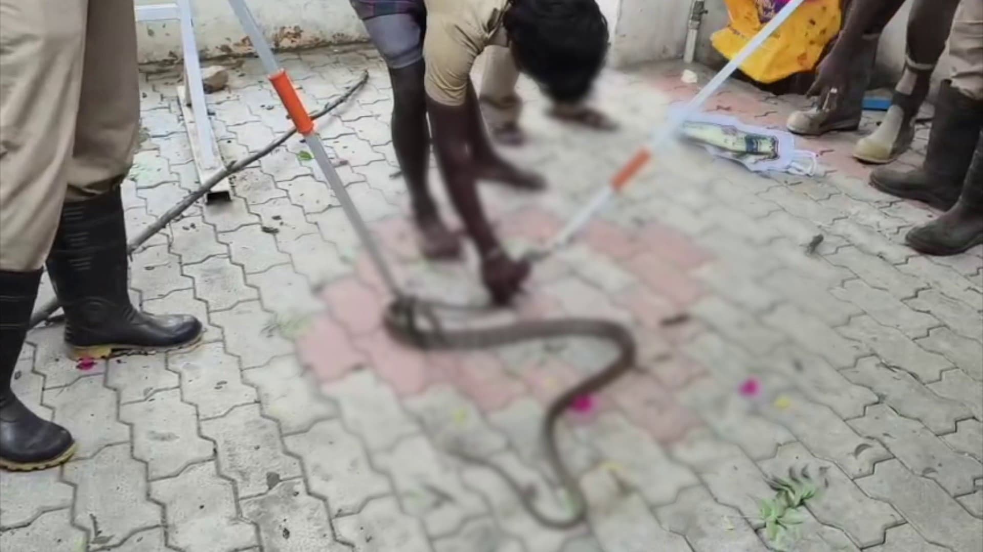 தீயணைப்பு துறைக்கு தண்ணி காட்டிய பாம்பை அசால்டாக பிடித்த இளைஞர்