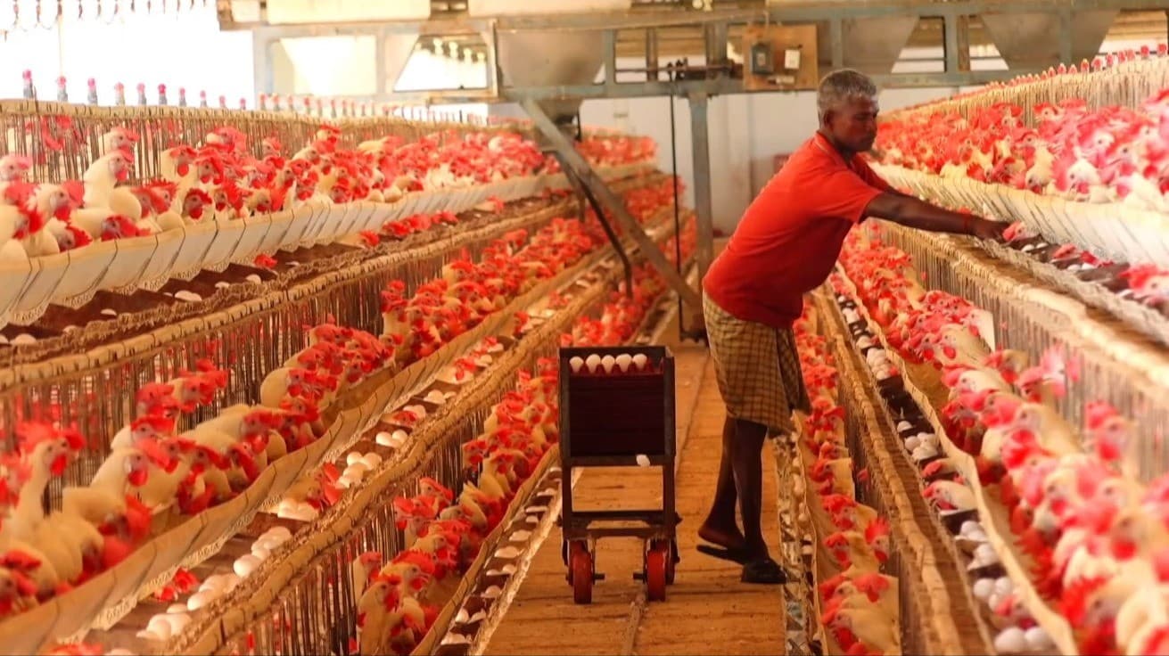 நாமக்கல் - முட்டையின் விலை 5.65 ரூபாயாக நிர்ணயம்..!