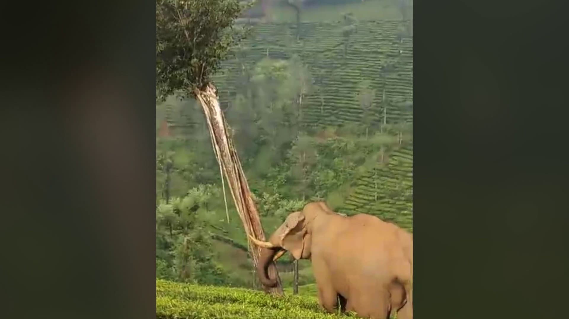 தேயிலை தோட்டத்தில் மரத்தை முட்டி வேரோடு சாய்த்த காட்டு யானை