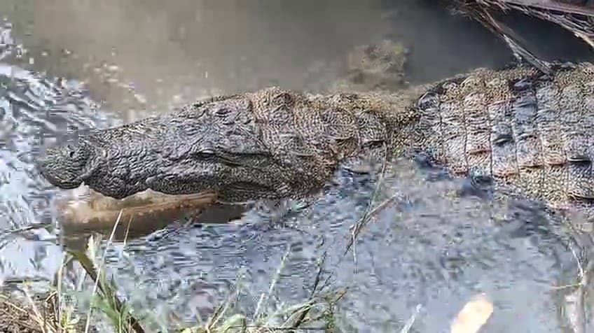 குளத்தில் இருந்த முதலையை வலைவீசி பிடித்த கிராம மக்கள்