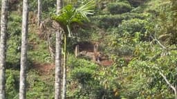 பந்தலூர் அருகே தேயிலை தோட்ட முள்வேலியில் சிக்கிய சிறுத்தை