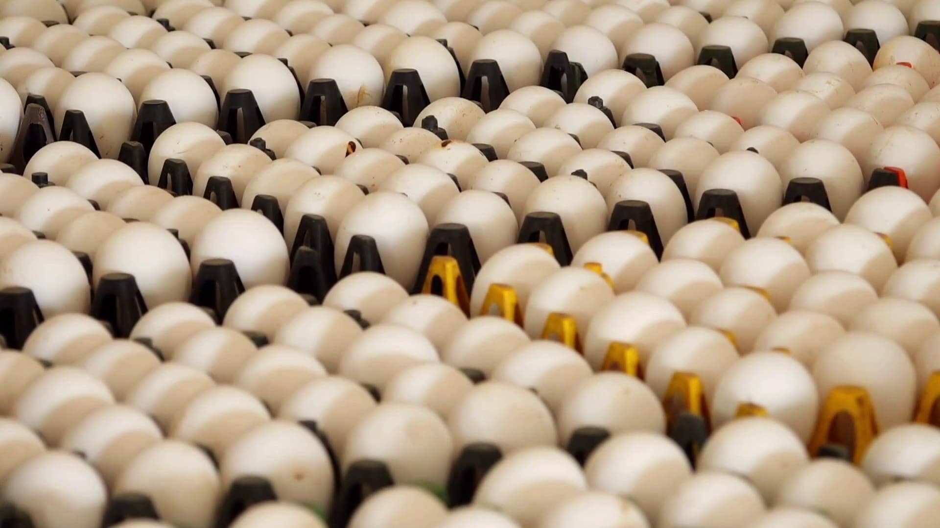 முட்டை கொள்முதல் விலை ரூ.5.95-ஆக உயர்வு... 50 ஆண்டுகளில் அதிகபட்ச விலை நிர்ணயம்