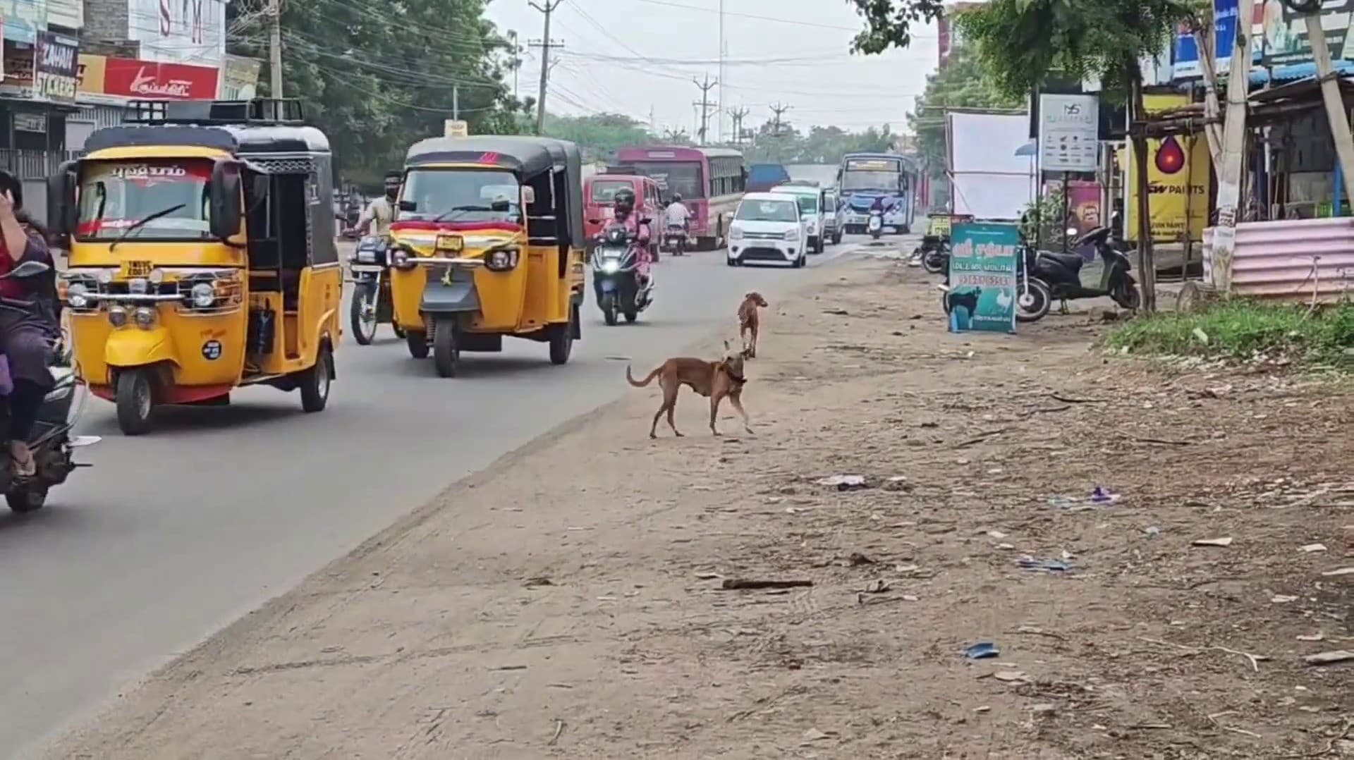 பைக்கில் சென்ற போது சாலையின் குறுக்கே நாய் ஓடி வந்ததால் விபரீதம்..!