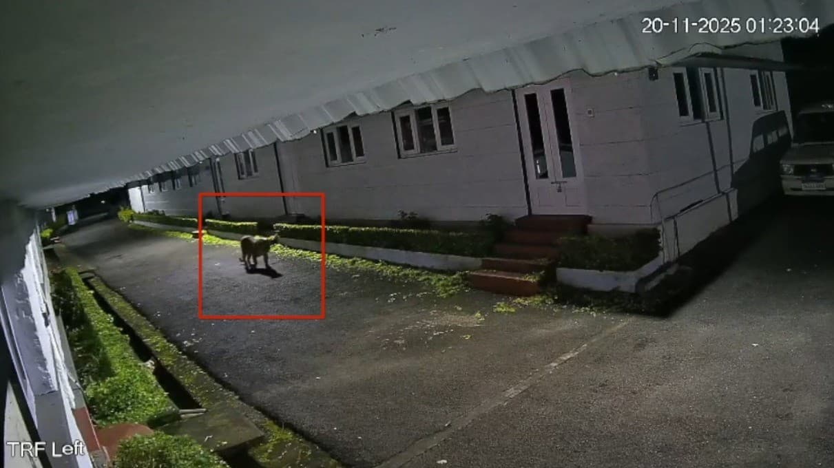 குன்னூர் அரசு ஊழியர் குடியிருப்பில் சிறுத்தை, கரடி நடமாட்டம்