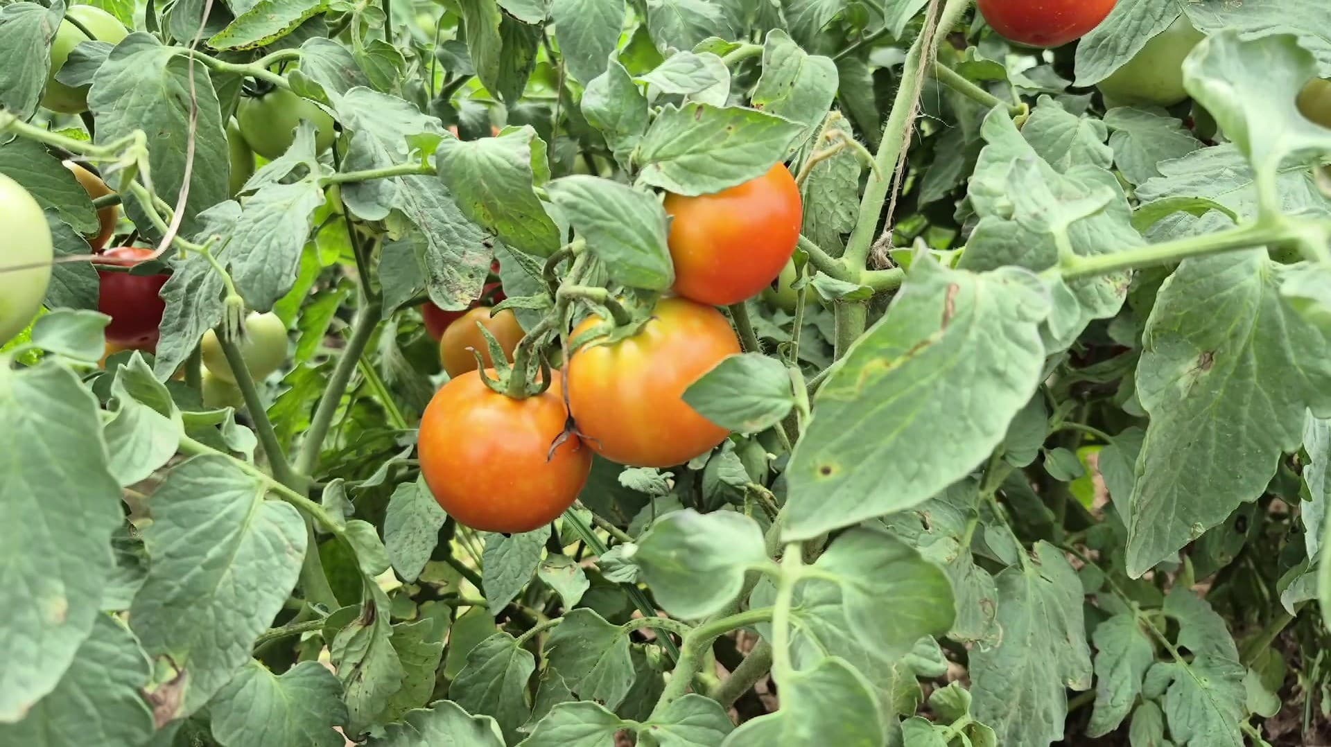 தக்காளியின் விலை கிலோவுக்கு ரூ.30 உயர்வு : விவசாயிகள் மகிழ்ச்சி