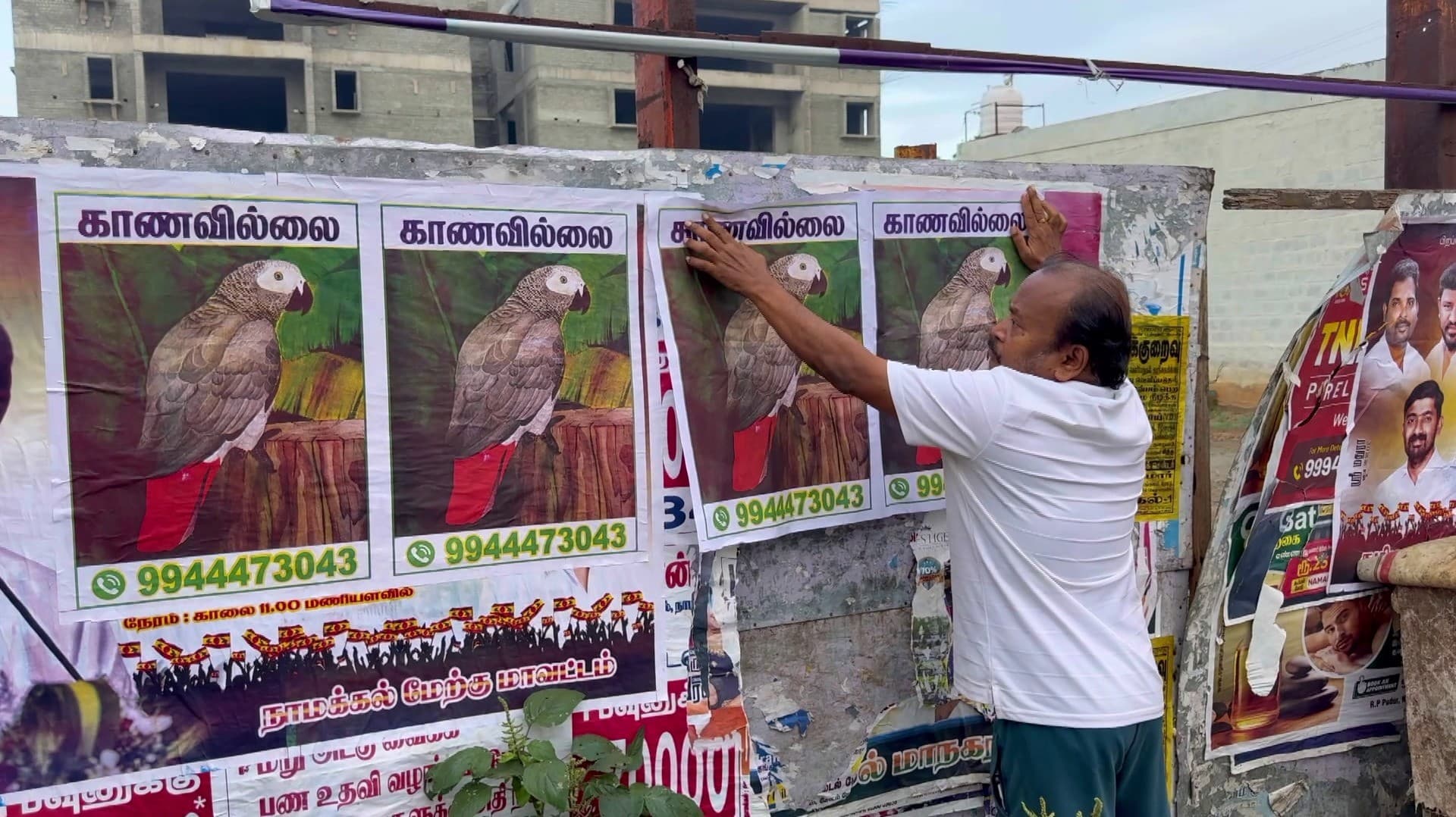 ஆப்பிரிக்க வகை கிளியை காணவில்லை என போஸ்டர் .. கண்டுபிடித்து தருபவர்களுக்கு ரூ.5 ஆயிரம் வரை வெகுமதி